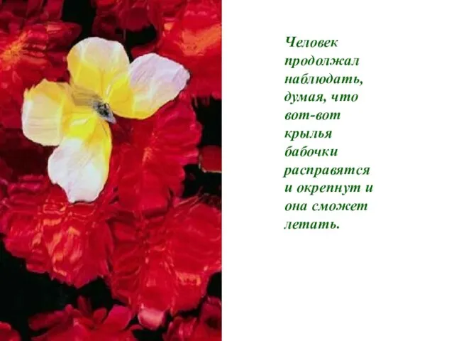 Человек продолжал наблюдать, думая, что вот-вот крылья бабочки расправятся и окрепнут и она сможет летать.