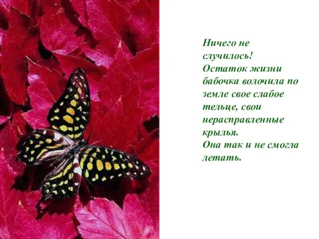 Ничего не случилось! Остаток жизни бабочка волочила по земле свое слабое тельце,