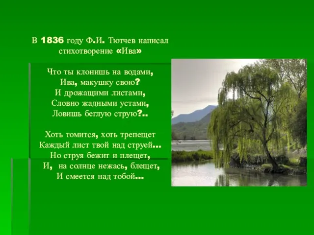 В 1836 году Ф.И. Тютчев написал стихотворение «Ива» Что ты клонишь на