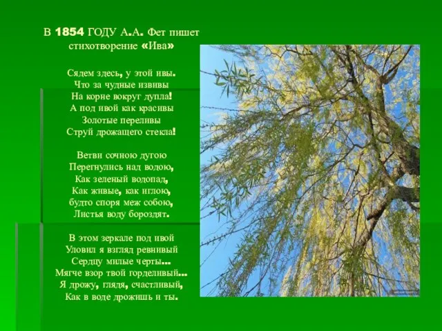 В 1854 ГОДУ А.А. Фет пишет стихотворение «Ива» Сядем здесь, у этой