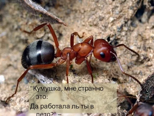 "Кумушка, мне странно это: Да работала ль ты в лето?" – Говорит ей Муравей.