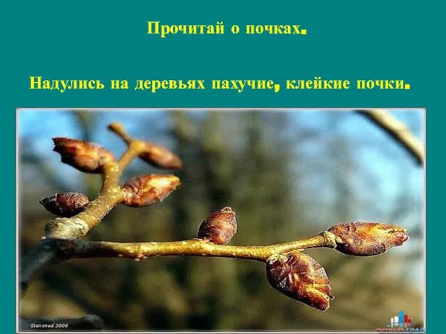 Надулись на деревьях пахучие, клейкие почки. Прочитай о почках.