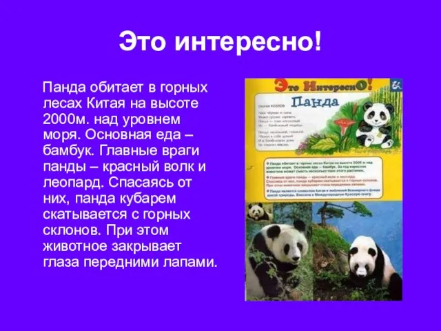 Это интересно! Панда обитает в горных лесах Китая на высоте 2000м. над