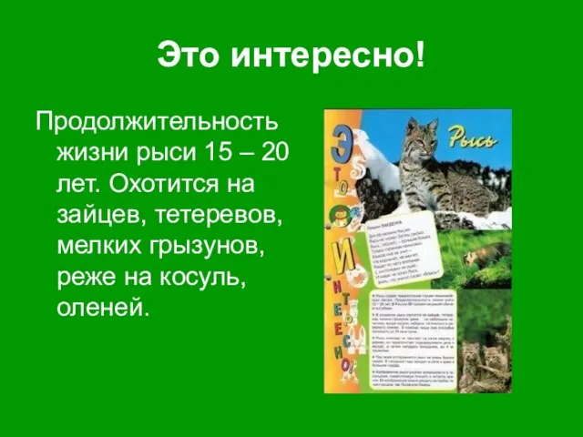 Это интересно! Продолжительность жизни рыси 15 – 20 лет. Охотится на зайцев,