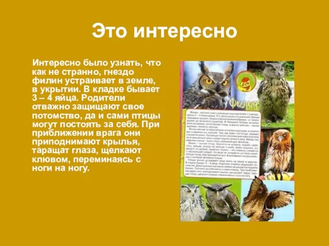 Это интересно Интересно было узнать, что как не странно, гнездо филин устраивает