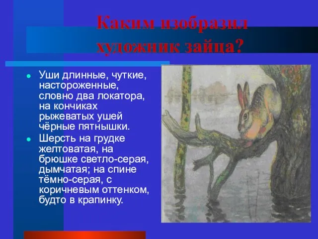 Каким изобразил художник зайца? Уши длинные, чуткие, настороженные, словно два локатора, на