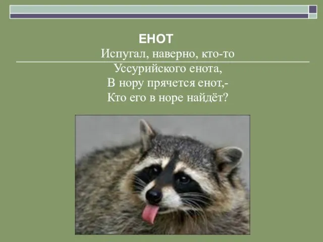 ЕНОТ Испугал, наверно, кто-то Уссурийского енота, В нору прячется енот,- Кто его в норе найдёт?