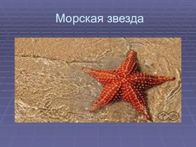 Морская звезда