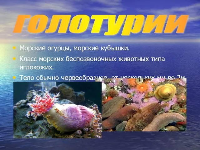 Морские огурцы, морские кубышки. Класс морских беспозвоночных животных типа иглокожих. Тело обычно