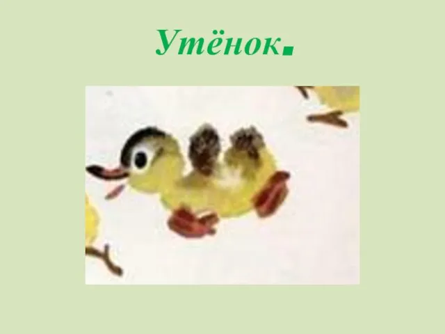 Утёнок.