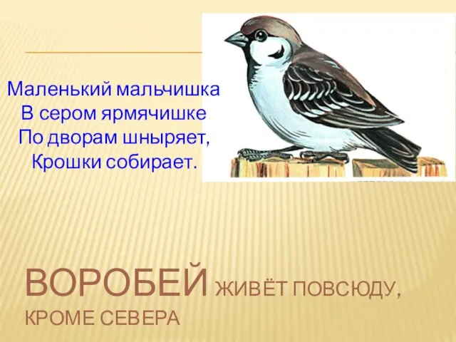 ВОРОБЕЙ живёт повсюду, кроме Севера Маленький мальчишка В сером ярмячишке По дворам шныряет, Крошки собирает.