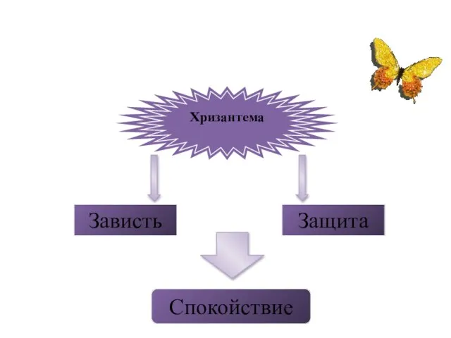 Хризантема Зависть Защита Спокойствие