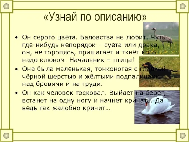 Он серого цвета. Баловства не любит. Чуть где-нибудь непорядок – суета или