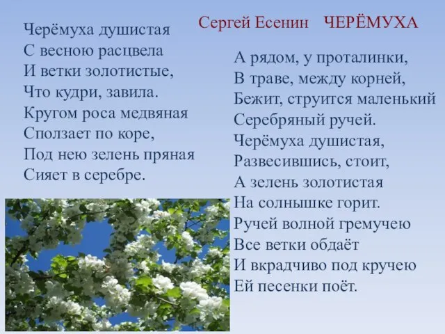 Черёмуха душистая С весною расцвела И ветки золотистые, Что кудри, завила. Кругом