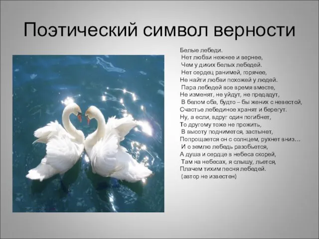Поэтический символ верности Белые лебеди. Нет любви нежнее и вернее, Чем у