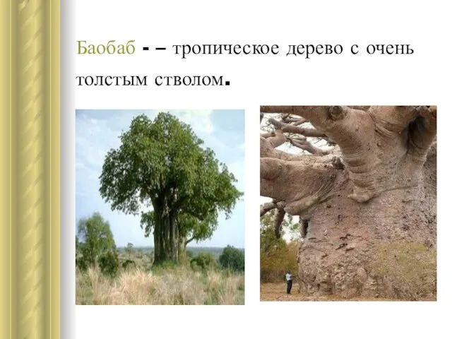Баобаб - – тропическое дерево с очень толстым стволом.