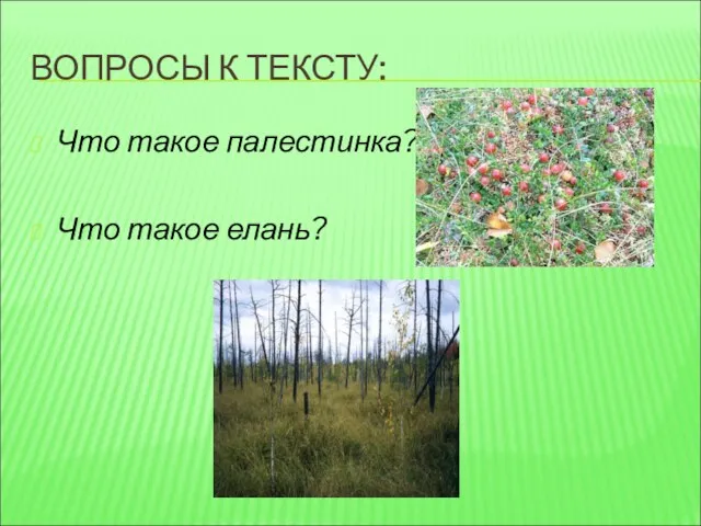 ВОПРОСЫ К ТЕКСТУ: Что такое палестинка? Что такое елань?