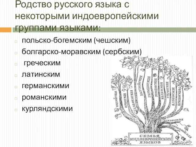 Родство русского языка с некоторыми индоевропейскими группами языками: польско-богемским (чешским) болгарско-моравским (сербским)