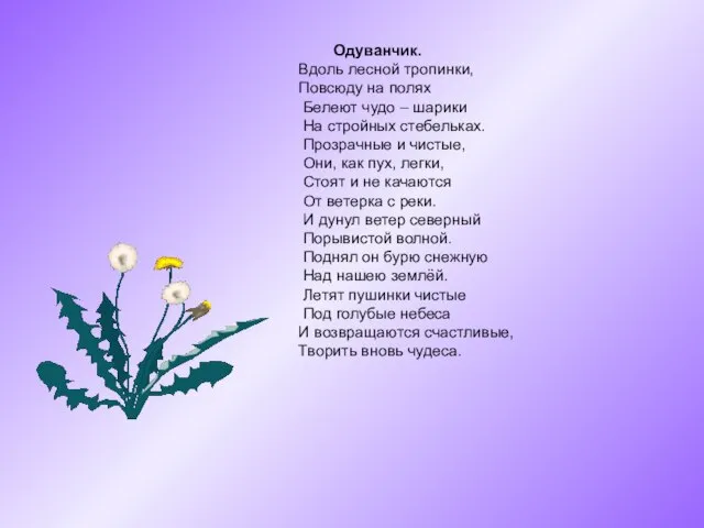 Одуванчик. Вдоль лесной тропинки, Повсюду на полях Белеют чудо – шарики На