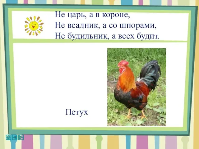 Не царь, а в короне, Не всадник, а со шпорами, Не будильник, а всех будит. Петух