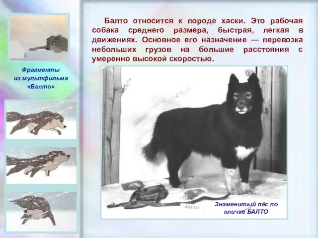 ЧУВАШСКАЯ РЕСПУБЛИКА, г. ШУМЕРЛЯ, МОУ «СОШ №2» Балто относится к породе хаски.