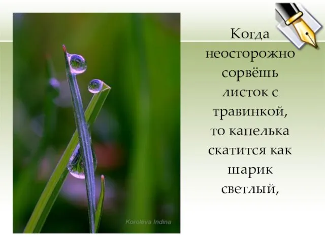 Когда неосторожно сорвёшь листок с травинкой, то капелька скатится как шарик светлый,