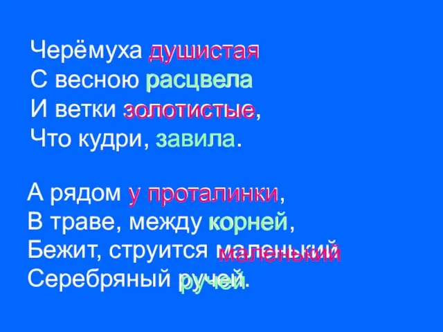 Черёмуха душистая С весною расцвела И ветки золотистые, Что кудри, завила. А