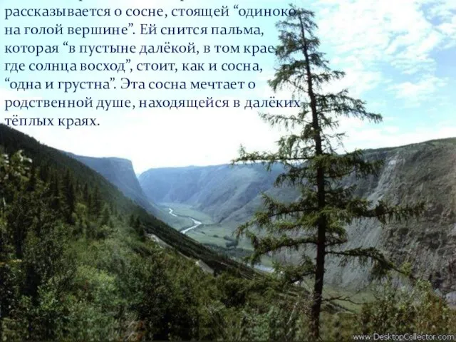 В стихотворение “На севере диком” рассказывается о сосне, стоящей “одиноко на голой