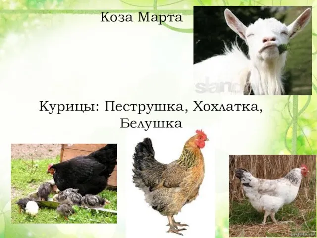 Коза Марта Курицы: Пеструшка, Хохлатка, Белушка