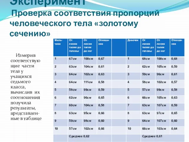 Эксперимент Проверка соответствия пропорций человеческого тела «золотому сечению» Измерив соответствующие части тела