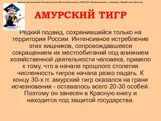 АМУРСКИЙ ТИГР Редкий подвид, сохранившийся только на территории России. Интенсивное истребление этих