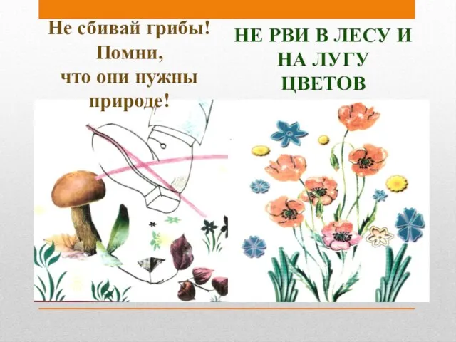 Не сбивай грибы! Помни, что они нужны природе! НЕ рви в лесу и на лугу цветов