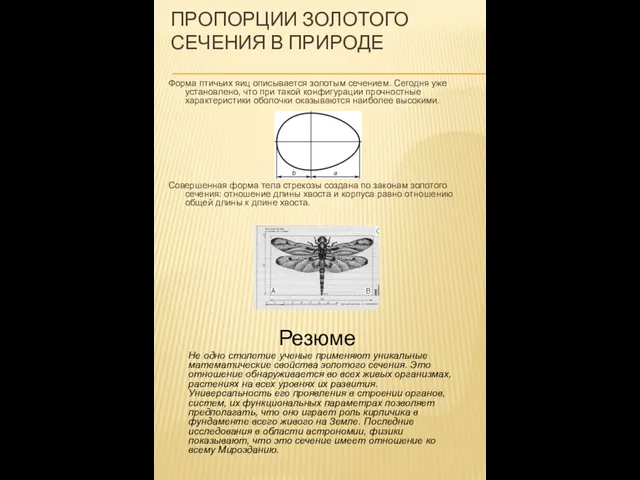 Пропорции золотого сечения в природе Форма птичьих яиц описывается золотым сечением. Сегодня