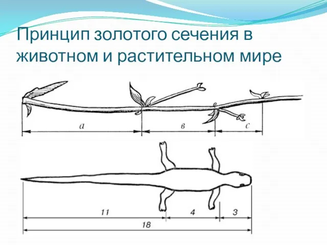 Принцип золотого сечения в животном и растительном мире