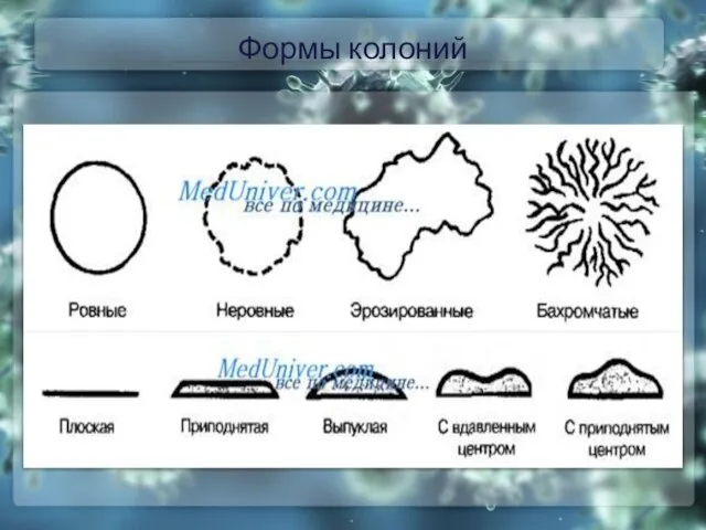 Формы колоний