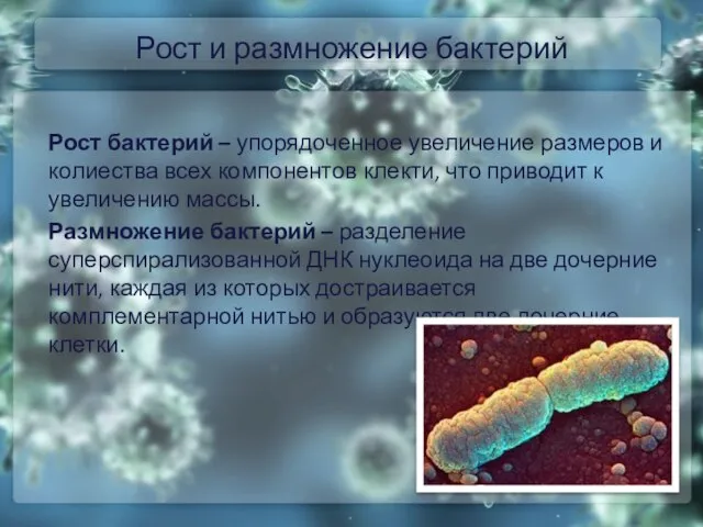 Рост и размножение бактерий Рост бактерий – упорядоченное увеличение размеров и колиества