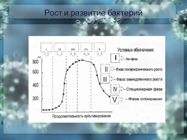 Рост и развитие бактерий