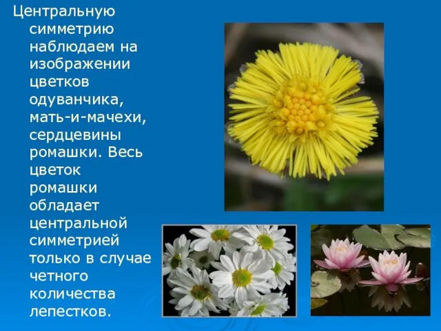 Центральную симметрию наблюдаем на изображении цветков одуванчика, мать-и-мачехи, сердцевины ромашки. Весь цветок