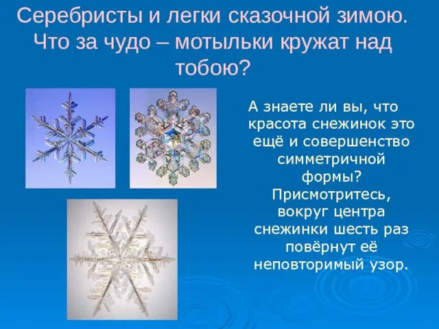 Серебристы и легки сказочной зимою. Что за чудо – мотыльки кружат над