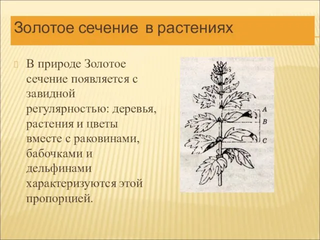 Золотое сечение в растениях В природе Золотое сечение появляется с завидной регулярностью: