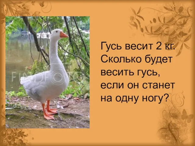 Гусь весит 2 кг. Сколько будет весить гусь, если он станет на одну ногу?