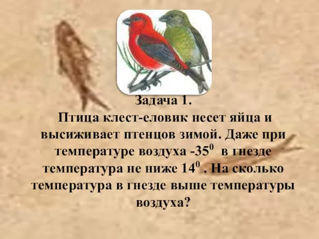 Задача 1. Птица клест-еловик несет яйца и высиживает птенцов зимой. Даже при