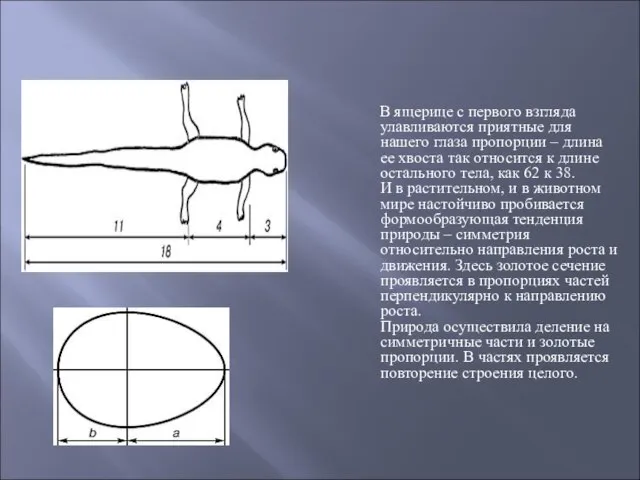 В ящерице с первого взгляда улавливаются приятные для нашего глаза пропорции –