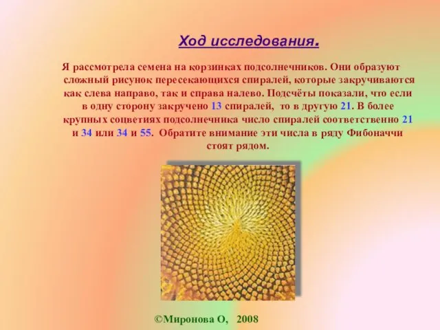 Ход исследования. Я рассмотрела семена на корзинках подсолнечников. Они образуют сложный рисунок