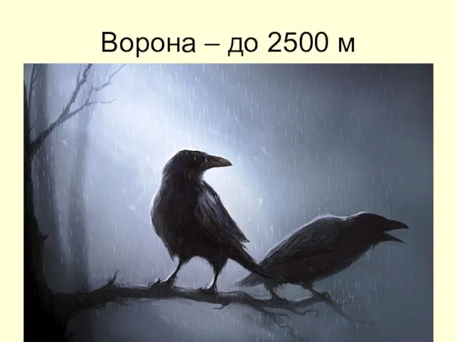 Ворона – до 2500 м