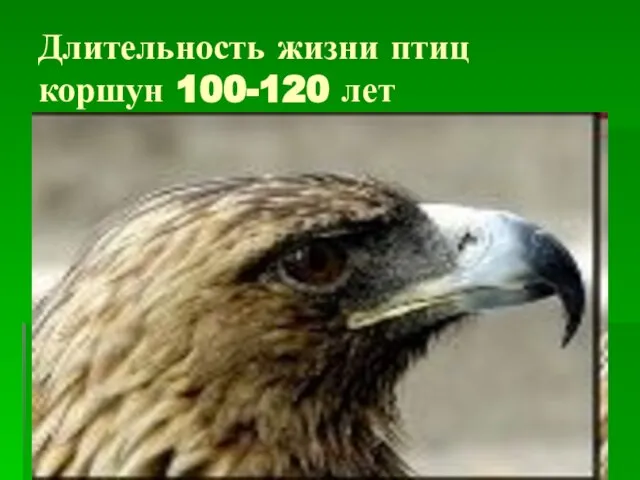 Длительность жизни птиц коршун 100-120 лет