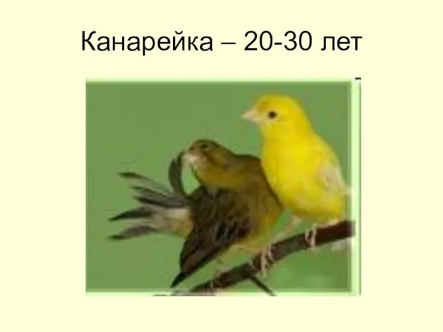 Канарейка – 20-30 лет