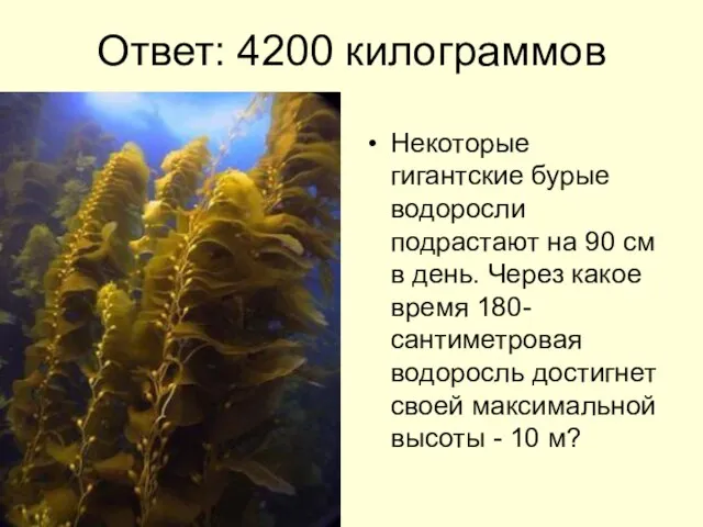 Ответ: 4200 килограммов Некоторые гигантские бурые водоросли подрастают на 90 см в