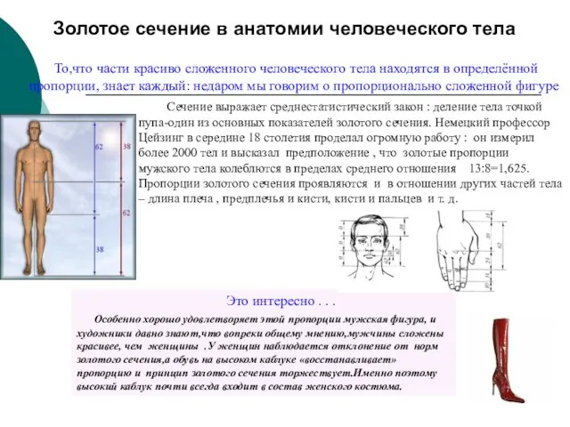 Золотое сечение в анатомии человеческого тела Сечение выражает среднестатистический закон : деление