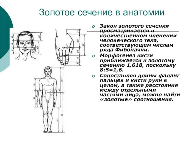 Золотое сечение в анатомии Закон золотого сечения просматривается в количественном членении человеческого